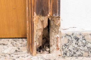 termite inspection in New Jersey